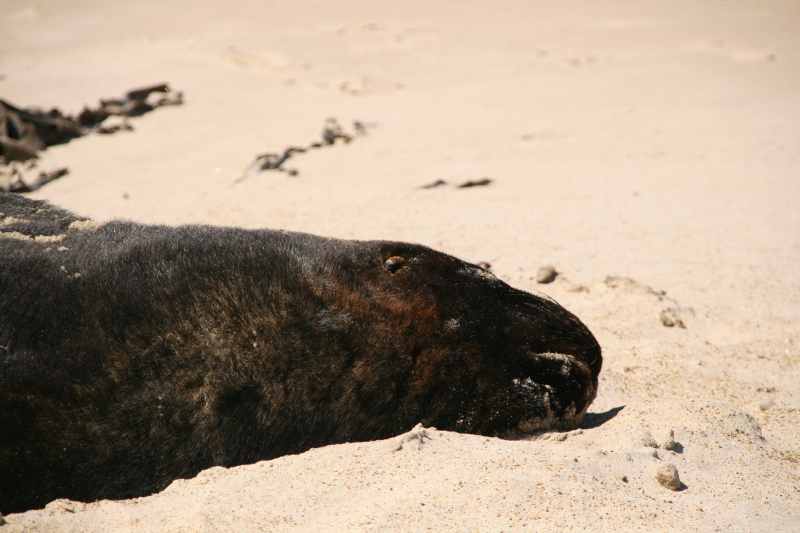Nieuw-Zeeland 2011 - 1776